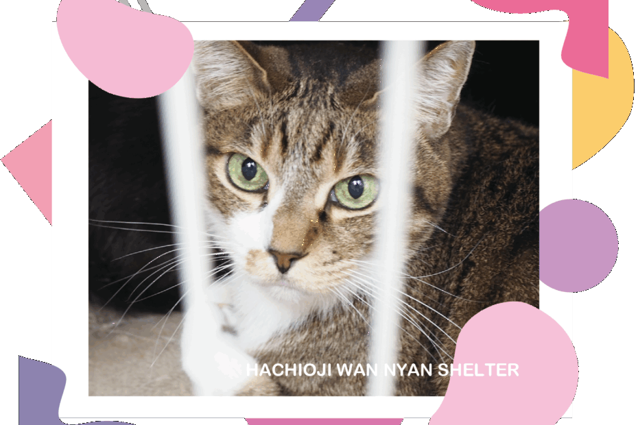 ♡【はにゃん様】専用ページ♡ 猫紹介 – 八王子わんにゃんシェルター